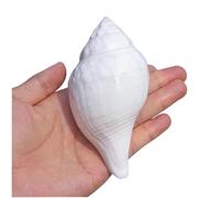 Conchas marinas naturales grandes, conchas blancas naturales de 9 a 12 cm for decoración y manualidades (11 a 12 cm)(10~11cm)