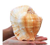 Conchas marinas naturales grandes, conchas marinas grandes naturales, decoraciones for el hogar de 12 a 16 cm(13~14cm)