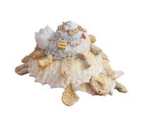 Conchas marinas naturales grandes, conchas marinas naturales, caracola oceánica de 8 cm, conchas marinas perfectas for decoración de bodas, fiestas temáticas de playa, decoraciones for el hogar
