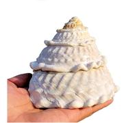 Conchas marinas naturales grandes, conchas marinas reales raras y naturales de 9 a 12 cm, perfectas for peceras, bodas, fiestas temáticas de playa, grandes regalos(11 to 12cm)