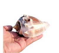 Conchas marinas naturales grandes, decoración de bodas, 1 pieza de conchas marinas naturales grandes, caracolas marinas enormes, caracolas perfectas for decoraciones del hogar, peceras(8~9cm)