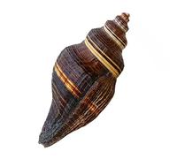 Conchas Marinas Naturales Grandes, for decoración, caracola Natural de 12 a 15 cm for decoración de Bodas, Fiestas temáticas de Playa, Decoraciones for el hogar, Manualidades de Bricolaje(11~12cm)