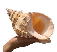 LOJAX Conchas Marinas Naturales Grandes únicas para decoración de Bodas, decoración del hogar, Fiesta temática de Playa y Bricolaje