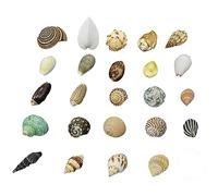 Conchas naturales para reemplazar las conchas, traje de concha de mar de 185 multicolor 1-12 cm(A)