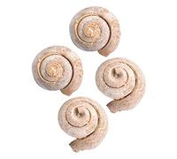 CONGARTENO 4piezas Muestras De De Decoración Educativa De Paleontología Para Aula Modelo De Muestra Para Enseñanza y Adorno De Escritorio