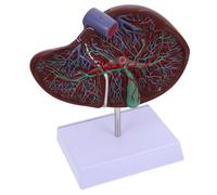 CONGARTENO del Hígado con Base para Enseñanza Médica Didáctico de Anatomía Hepática Herramienta para Fisiología y Escuelas de Medicina