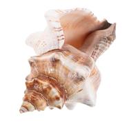 CONGARTENO Natural Conch Planter Breathable Succulent Pot Coastal Nautical Home Garden Decor Desktop Ornament Easy Care