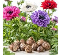 Conjunto Bulbos Anémona Doble Mix para Cultivar | 10 Bulbos para Cultivar en un Lugar Soleado