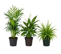 Conjunto de 3 Plantas Naturales DECOALIVE - Palma Bella + Lirio de la Paz + Helecho Espada para Salón y Oficina para Interior Luminoso