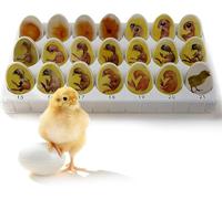 Conjunto de exploración del ciclo de vida del pollito, modelo anatómico de crecimiento de embriones de 21 huevos de plástico, ayuda for la enseñanza biológica for el proceso de desarrollo