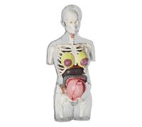 Conjunto De Modelos De Cuerpo Humano, Kit De Anatomía Del Torso Del Embarazo, Juguete Científico Interactivo | Figura Educativa Detallada De Montaje De Esqueleto Y Órganos Para Estudiantes Y