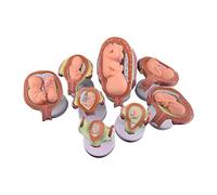 Conjunto de modelos de desarrollo embrionario humano de 8 piezas | Modelo de anatomía desmontable de etapas de embarazo humano, ayuda Visual de crecimiento fetal de 7 etapas