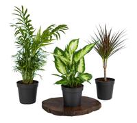 Conjunto de Plantas Naturales DECOALIVE - Palma Bella + Planta del Mudo + Planta Dragón de Madagascar | Set de 3 para Decoración Verde