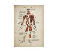 Conjunto de póster con estampado anatomía, esqueleto médico, músculo del cuerpo humano, Vintage, ciencia, educación, arte pared, cuadro, decoración hogar(Picture 1,A3 30x42cm No Frame)
