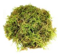 CONNECTION Musgo Natural Seco 200g Sphagnum para Plantas, Sustrato Orquídeas, Esfagno Vivo para Terrarios, Soporte Plantas, Bonsai, Reptiles, Decoración