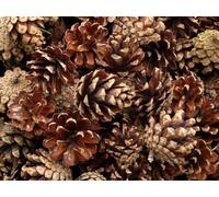 Conos de pino natural de 0,5 kg, tamaño 4-7 cm, recién salidos del bosque, decoración, manualidades, corona, guirnaldas, Navidad, boda (conos grandes, aprox. 60 piezas)