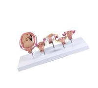Construcción de PVC, modelo detallado de desarrollo embrionario con cinco piezas desmontables para uso en el aula y entrenamiento médico, cinco componentes desmontables, embarazo, fetal, modelo de