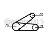 CONTINENTAL CTAM Set Correa Poli V para Ford Transit Caja Peugeot Boxer 250