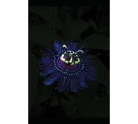 Conversations Before The End