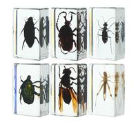 COOLHIYA de Especímenes de Insectos Durabilidad y Fiabilidad 6 Piezas de Resina y Uso como Pisapapeles en Diferentes Estilos para Enseñanza Científica