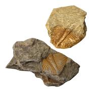 COOPHYA 2 Piezas de Fósiles Trilobites Reales para Prácticas Docentes y Decoración Extremo Posterior de Trilobite Fosilizado Educativo Accesorio Didáctico para Enseñanza y Adorno de