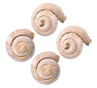 COOPHYA 4 Piezas de Fósiles de Caracoles para Escritorio, Adorno de Ciencia en Color Caqui, Material Didáctico para Estudiantes y Decoración Educativa