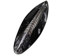 COOPHYA Fósil Paleontológico de Mineral Negro para Enseñanza y Decoración, Espécimen de Gran Tamaño Adecuado para Fines Educativos y Colecciones Científicas