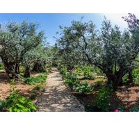 CORFOTO 1.8x1.2m Tela de Fondo con el Camino del Jardín de los Olivos de Getsemaní, olivos Antiguos y Flores florecientes, patrón de Camino de Grava, Fondo con Tema de Tierra Santa