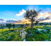 CORFOTO 3.5x2.5m Fondo de olivar con olivos Antiguos, Paisaje Rural Griego, Fondo de fotografía al Atardecer, Fondos de Israel, Decoraciones para Fiestas de Jerusalén, Accesorios para Fotos