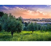CORFOTO 3x2.5m Fondo de la Ciudad Vieja de Jerusalén Cúpula de la Roca en el Monte del Templo Fondo de fotografía del olivar Fondo de Vista del Atardecer Decoraciones para Fiestas