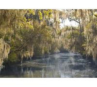 CORFOTO 5.2x3m Tela Paisaje Pantano Bayou Real Musgo Español Robles Agua Tranquila Reflejo Fondo Fotográfico Paisaje Natural para Sesión Fiesta Tema Exterior