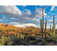 CORFOTO Tela 2.5x1.8m Desierto Saguaro en Arizona Fondo Cactus Gigantes y Montañas Rocallosas bajo el Cielo Azul Brillante Fondo Fotográfico para Fiesta Temática Naturaleza del Suroeste