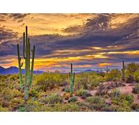CORFOTO Tela 4.5x3m Desierto Saguaro Arizona Fondo Cactus Gigantes en el Desierto de Sonora al Atardecer Fondo Fotográfico para Fiesta Temática Viaje Suroeste EE.UU. Accesorios de Foto