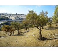 CORFOTO Tela 5.2x3m Olivar de Jerusalén Fondo Olivos Antiguos con Vista al Cementerio del Monte de los Olivos Fondo Fotográfico para Fiesta Temática Viaje Tierra Santa Accesorios de Foto