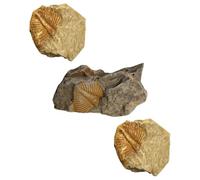 CORHAD Fósiles Auténticos Decoración Bien Elaborada Kit de 3 de Trilobites Fósiles Reales para Colección y Educación para Oficinas y Dormitorios