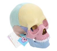 CORHAD Modelo de Cráneo Humano Desmontable 4d Tamaño Natural, Modelo Anatómico Didáctico de Plástico Resistente, Kit Educativo Stem para Aprendizaje y Enseñanza Artística