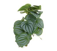 CORHAD Planta Verde Falsa Hojas de Sandía Realistas de Ldpe, Decoración de Escritorio Fácil de Limpiar y Cuidar para Decoración del Hogar