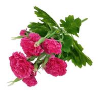 Corkwaw Ramo de hortensias de seda artificial de 40 cabezas, color morado