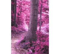 Cornell Softcover Notebooks B5, 101 Sheets, 200 Cornell Pages, matte covers: First Page for Basic Info, High-Quality Paper, Perfect for School and Office