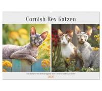 Cornish Rex Katzen. Ein Hauch von Extravaganz mit Locken und Charakter (Wandkalender 2026 DIN A2 quer), CALVENDO Monatskalender: Edle Katzen bezaubern mit einzigartigem Look und neugierigem Wesen