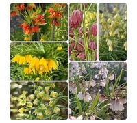 Corona Imperial Cama elevada Resistentes de Oficina balcón 20bulbos