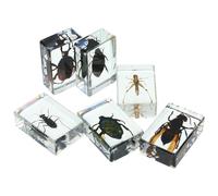 COSMEVIVI de Insectos Preservados en Resina y 6 Piezas Vista Clara y Durabilidad, Colección Didáctica Obsequio Adecuado para Entusiastas del Saber