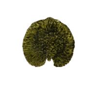 Costa Nova Plato/Fuente Riviera Alchemille Forest. 18 cm