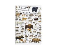 Country Mammals of North America Decoración Moderna Para El Hogar 16x24Pulgadas (40x60cm)
