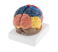 Courtieyeardceastea Modelo anatómico realista de cerebro humano, montaje a mano para enseñar, colorido, Lifesize, como se muestra en la