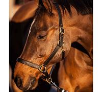 Covalliero Eco - Ronzal