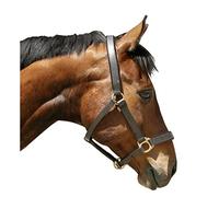 Covalliero Eco - Ronzal