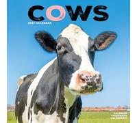 Cows 2027 Calendar | Square Wall Calendar | Farm Animal Gift | Plastic Free Packaging | by Avonside Publishing
