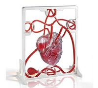 COYEUX Modelo 3D De Circulación Sanguínea del Corazón, Modelo Médico Didáctico con Bomba De Bola Compresible, para Demostraciones Científicas E Investigación En Aulas De Medicina