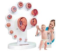 COYEUX Modelo 4D del Crecimiento De Los Órganos Fetales, Modelo del Desarrollo Embrionario del Útero Fetal, Modelo De Anatomía Humana, para La Enseñanza Médica